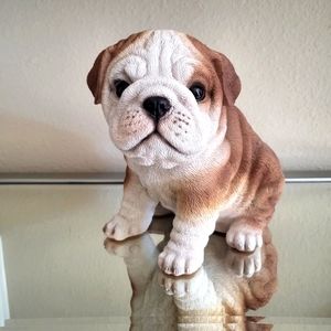 English Bulldog Puppy